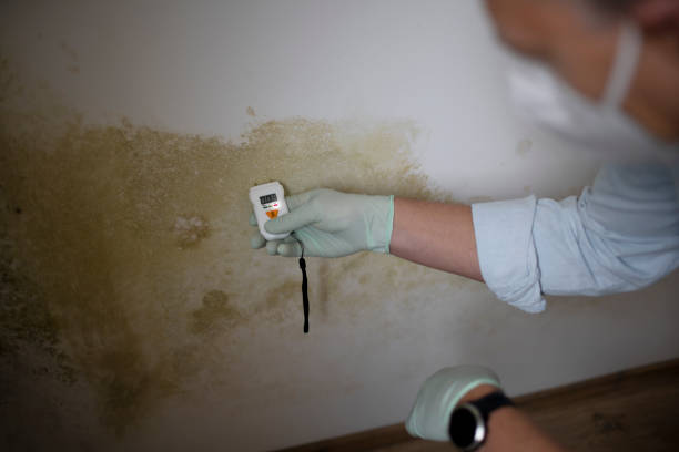 Best Commercial Mold Remediation in Reynoldsville, PA